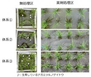 水田における防除効果