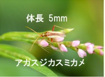 アカスジカスミカメ
