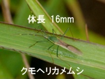 クモヘリカメムシ