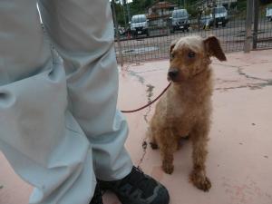 トム