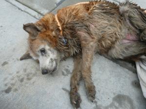 犬