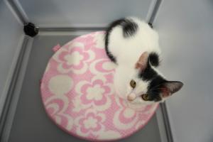 ねこ２