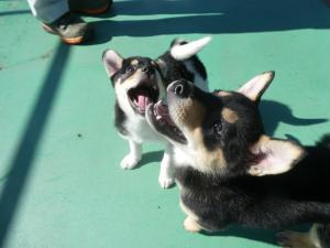 やまいも５