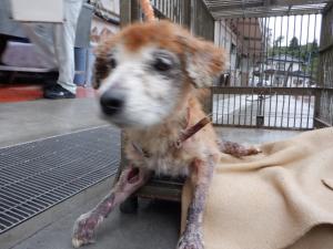 犬