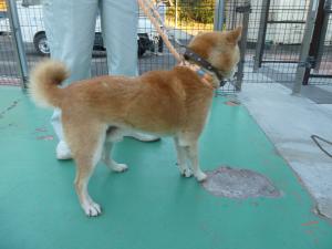 犬１
