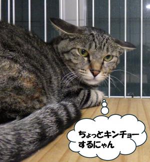 足上