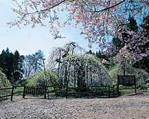 杉の糸桜