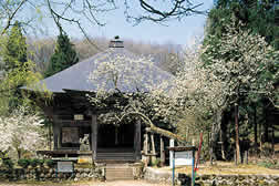 法用寺観音堂と虎の尾桜