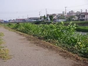 堤防除草前