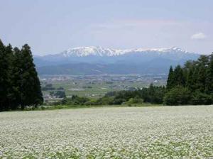 そば畑と飯豊山