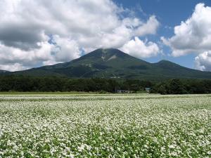 磐梯山とそば畑