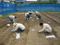 葉いもち検定試験での畑晩播作業