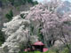 小塩の桜