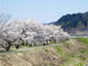 和泉田の桜並木