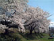 登山口駅の桜