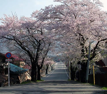 合庁の桜