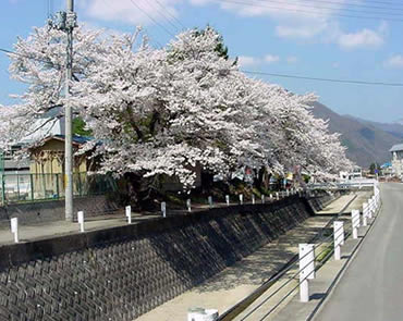 大門川の桜