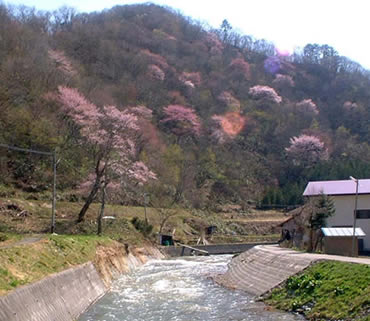 戸赤の山桜