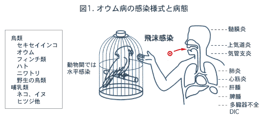オウム病の感染様式と病態の説明図